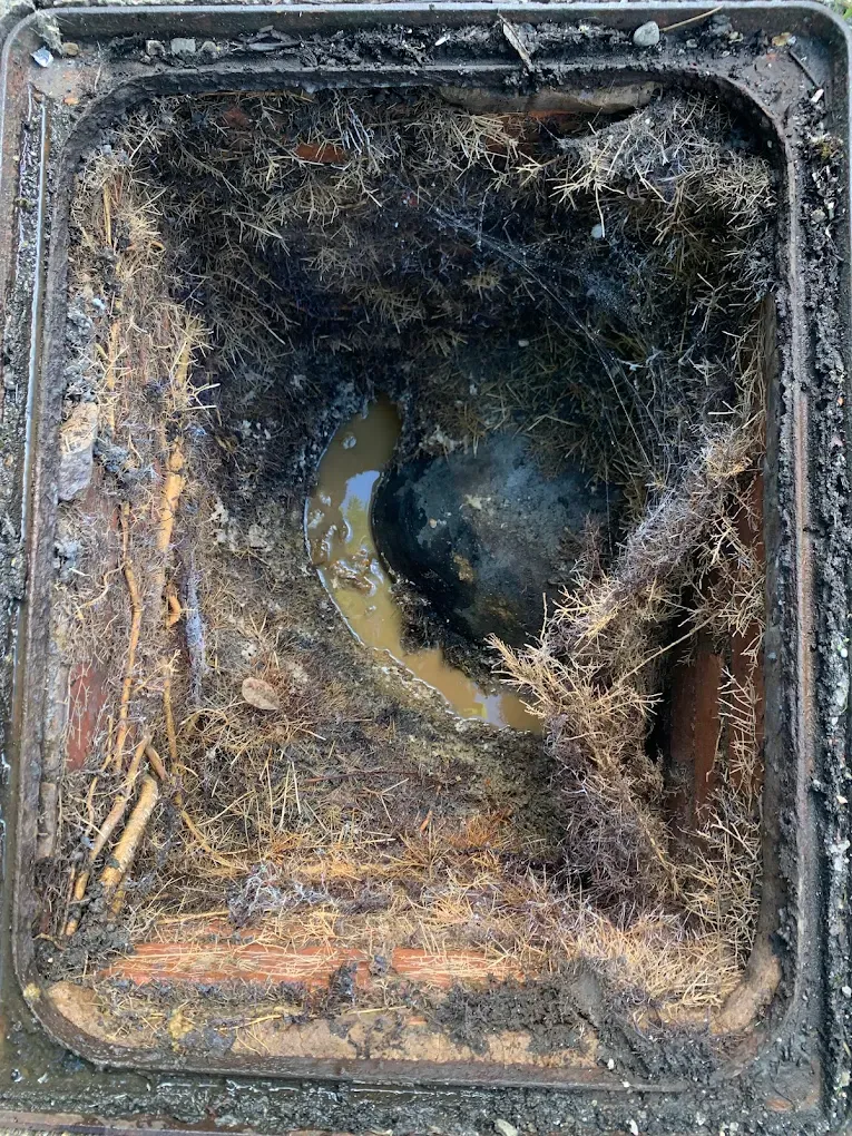 Drain blockage caused by tree roots