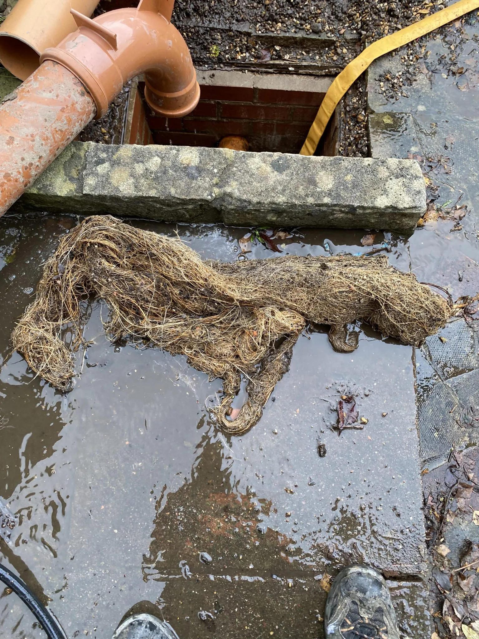 Tree roots blockage professionally removed from drainage system
