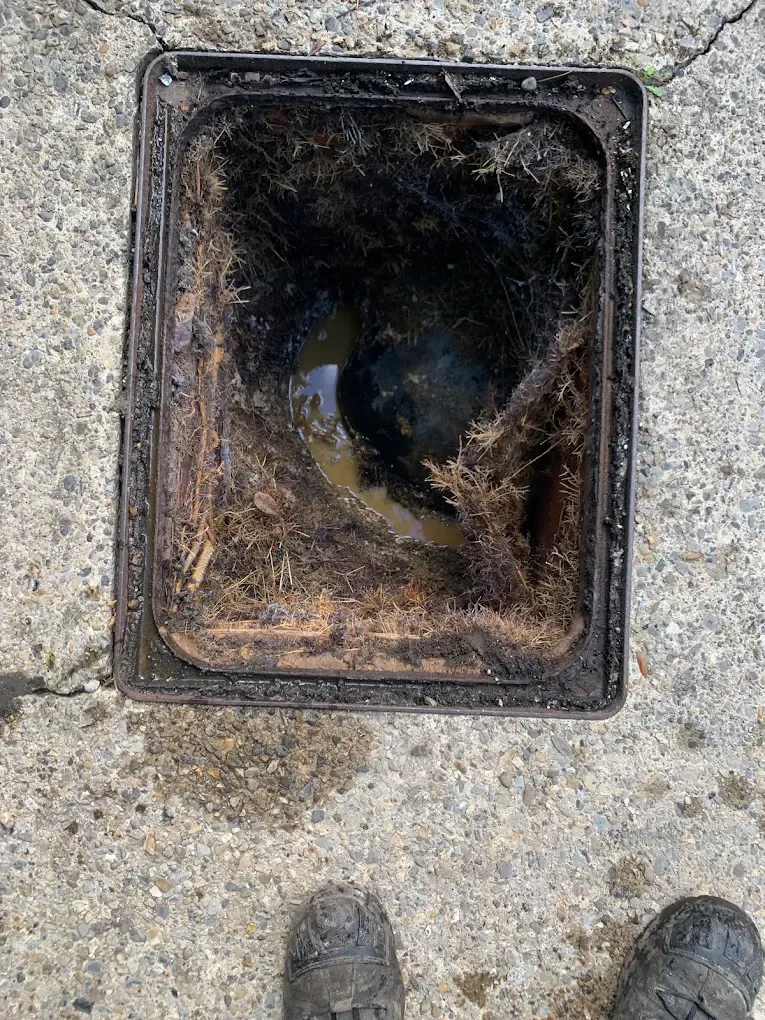 Tree roots blocking a drain inspection chamber
