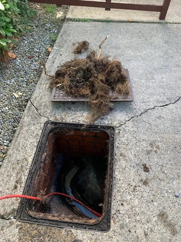 Tree roots blocking a drain or sewer